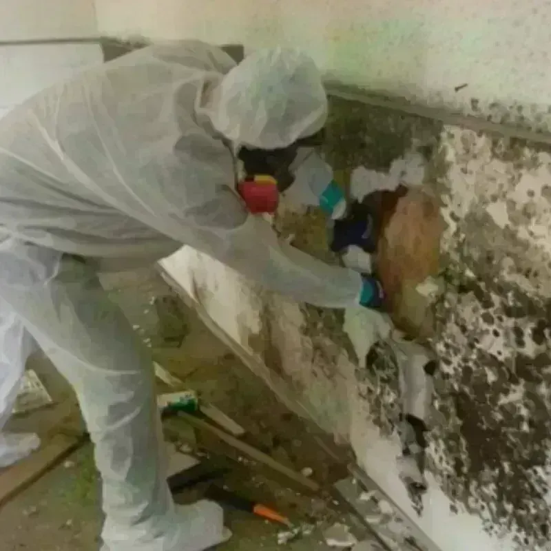 Mold Remediation and Removal in Maryville, IL